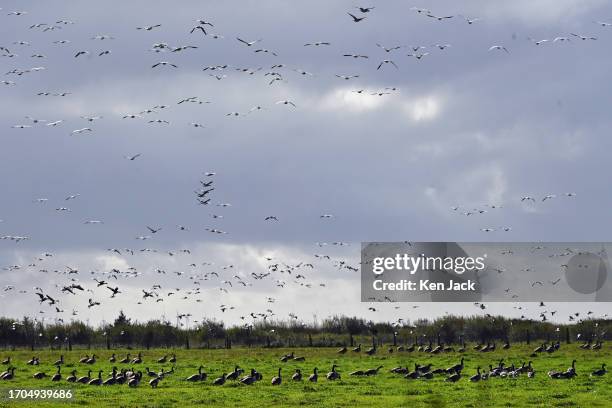 Barnacle geese recently arrived from their breeding grounds in the Svalbard archipelago inside the arctic circle fly over a flock of Canada geese in...