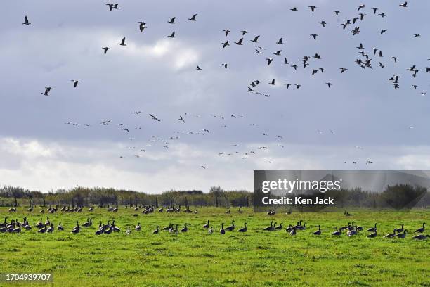 Barnacle geese recently arrived from their breeding grounds in the Svalbard archipelago inside the arctic circle fly over a flock of Canada geese in...