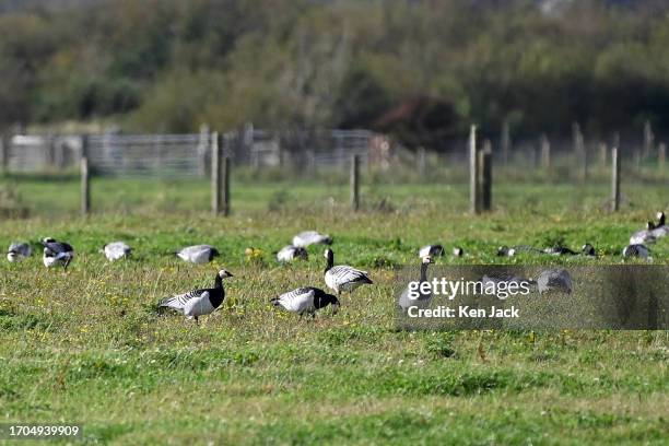 Barnacle geese recently arrived from their breeding grounds in the Svalbard archipelago inside the arctic circle graze in a field at the RSPB...