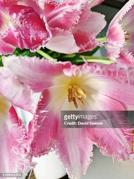 pink fringed tulips. - tulipa fringed beauty stock pictures, royalty-free photos & images