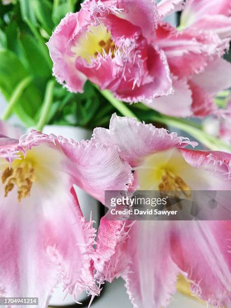 pink fringed tulips. - tulipa fringed beauty stock pictures, royalty-free photos & images