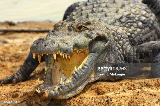 View into the pharynx of a Nile crocodile , Sacred Crocodiles of Bazoule near Ouagadougou, Burkina Faso.