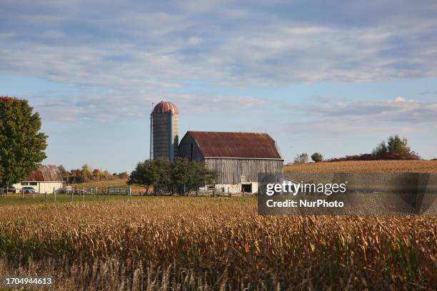Barn by a cornfield in Kawartha Lakes, Ontario, Canada, on September 29, 2023.