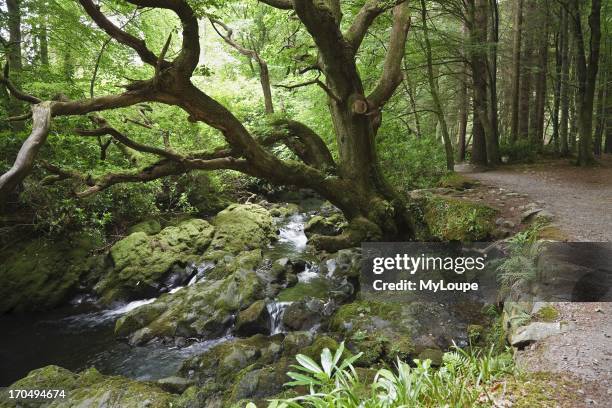 Old oak tree beside the Shimna River, Tollymore Forest Park, Mourne Mountains, near Newcastle, County Down, Northern Ireland.