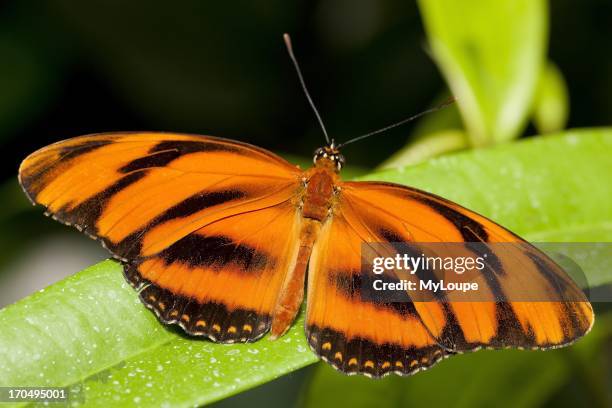 Banded Orange Heliconian Tiger butterfly .