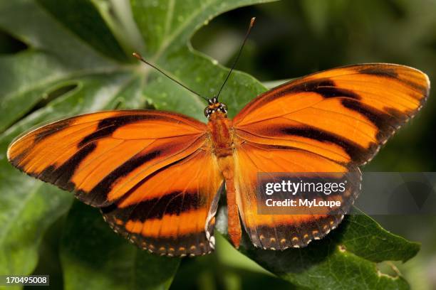 Banded Orange Heliconian Tiger butterfly .