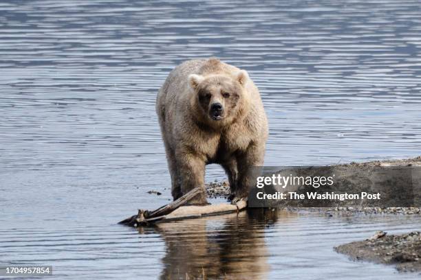 Holly stands on an area of Brooks Camp knowns as the "Spit," in Bristol Bay, AK on Sept. 23, 2023.