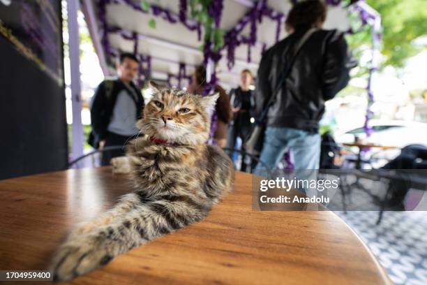 Cat rests at Meow Cafe, a cafe with cat concept in Cankaya district of Ankara, Turkiye on October 03, 2023.