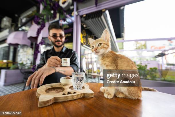 Customers show interest in cats at Meow Cafe, a cafe with cat concept in Cankaya district of Ankara, Turkiye on October 03, 2023.