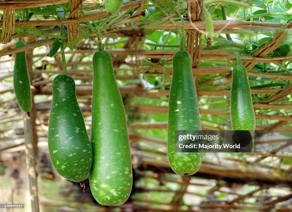 Lau' or bottle gourd is one of the popular vegetables of Banglad