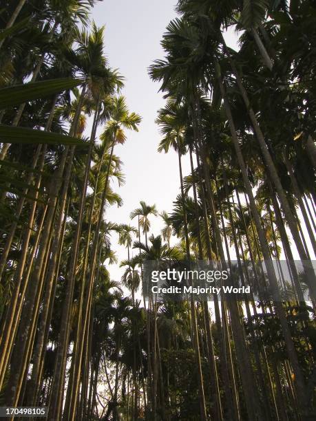 Areca catechu, known commonly as Betel palm or Betel nut tree or Pinang is a species of palm which grows in much of the tropical Pacific, Asia, and...