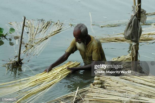 Golden Fiber Of Bangladesh Photos and Premium High Res Pictures - Getty ...