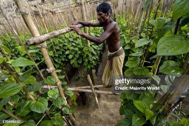 Farmer irrigates a Betel leaf garden with pedal pump in Meherpur. Bangladesh. June 28, 2007. Betel leaf or Pan is a tropical creeper belonging to the...