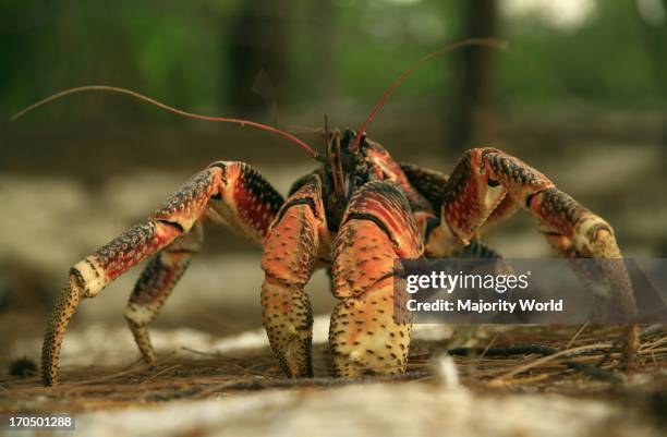 Giant crab, robber crab, coconut crab, Aldabra, Seychelles. .