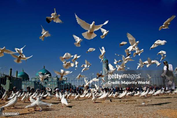 Pigeons, at the Blue Mosque, in central Mazar O E O Sharif, in Balkh province, Afghanistan. March 20, 2006.
