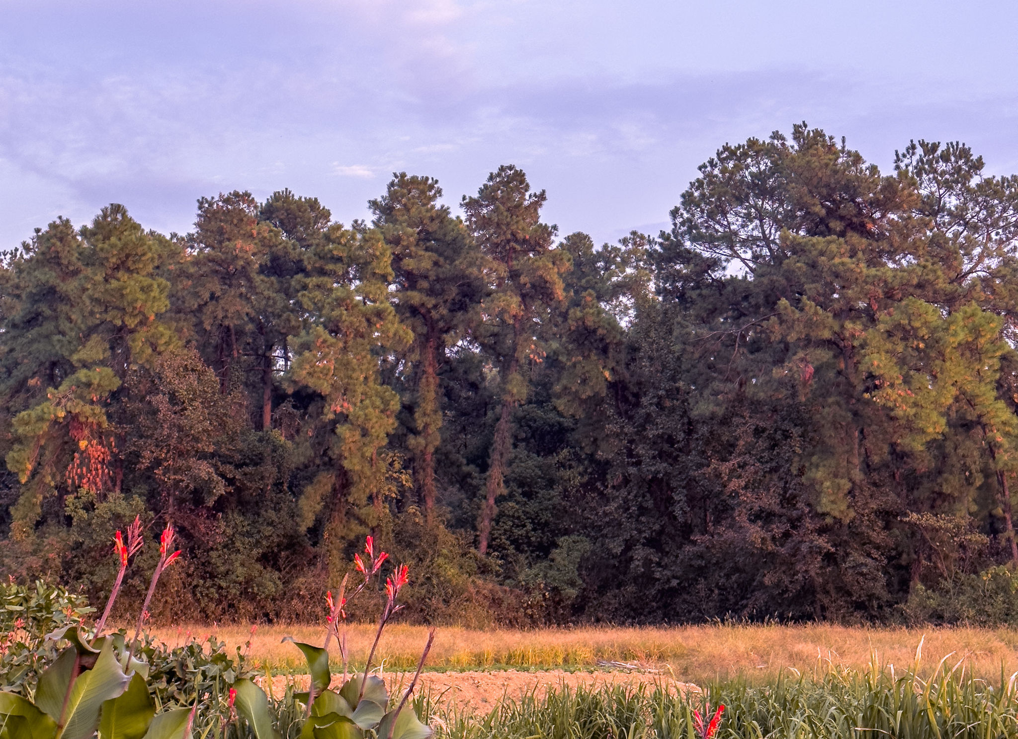 Lufkin nature