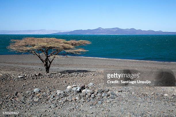 lonely acacia along lake turkana - turkanameer stockfoto's en -beelden