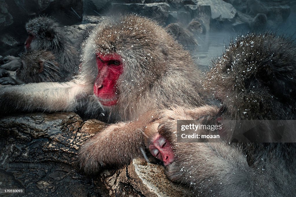 Snow Monkey Family