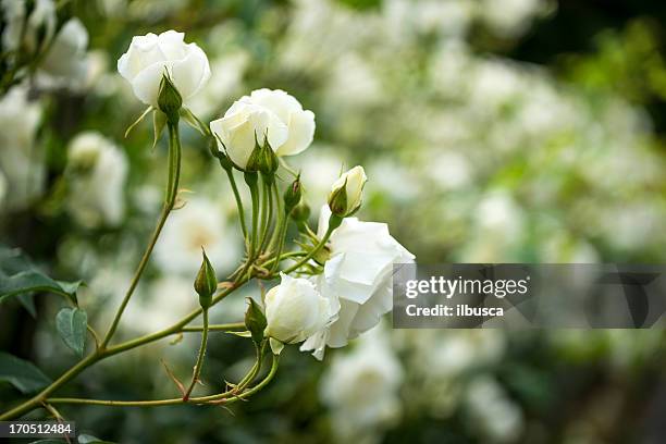 white roses bush close up - rose bush stock pictures, royalty-free photos & images