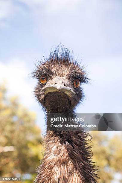 emu looking at camera, close up, australia - emu stock-fotos und bilder