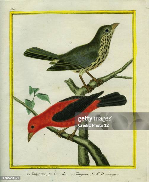 Western Tanager and Flame-rrumped Tanager, Piranga ludoviciana.1 - Western Tanager2 - Flame-Rumped Tanager.Georges-Louis Leclerc, Comte of Buffon....