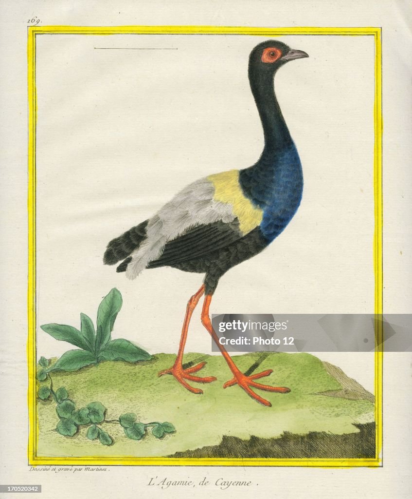 Grey-winged Trumpeter