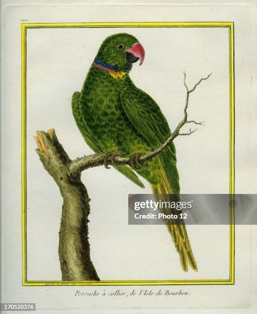 Emerald-collared Parakeet, Psittacula calthropae.Emerald-collared Parakeet.Georges-Louis Leclerc, Comte of Buffon. "Natural History of birds, fish,...