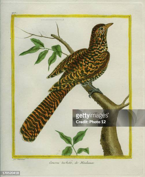 Great Spotted Cuckoo, Clamator glandarius.Great Spotted Cuckoo.Georges-Louis Leclerc, Comte of Buffon. "Natural History of birds, fish, insects; and...