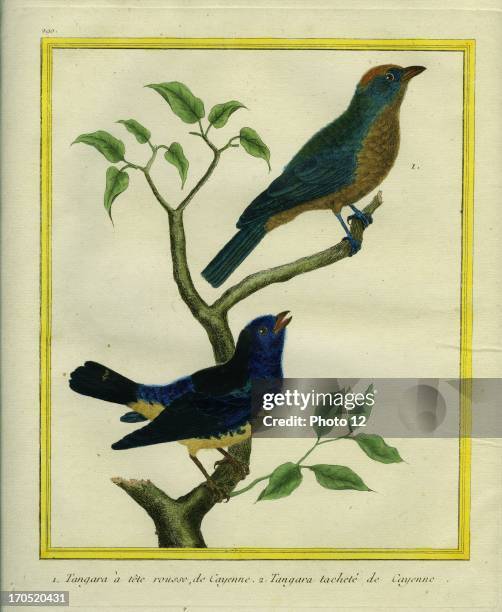 Western Tanager et Spotted Tanager, Tangara punctata.1 - Western Tanager2 - Spotted Tanager.Georges-Louis Leclerc, Comte of Buffon. "Natural History...