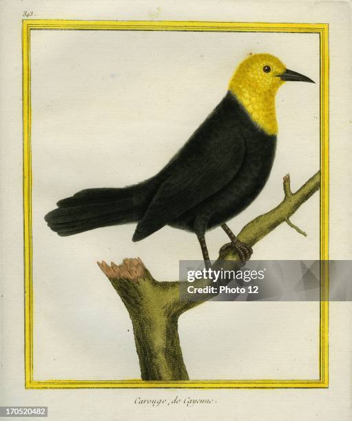 Yellow-headed Blackbird, Xanthocephalus xanthocephalus.Yellow-headed Blackbird.Georges-Louis Leclerc, Comte of Buffon. "Natural History of birds,...