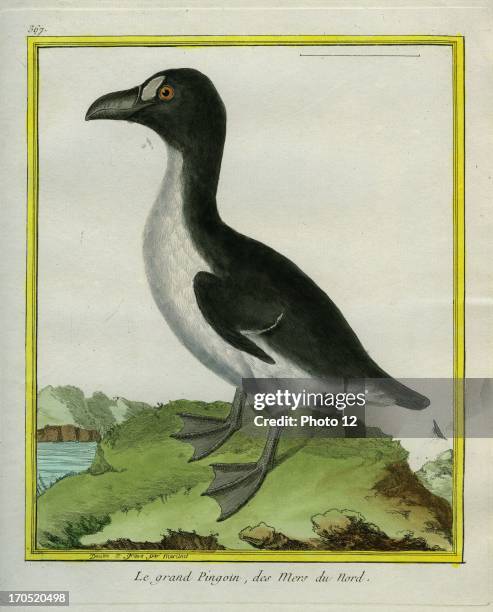 Galapagos Penguin, Spheniscus mendiculus.Galapagos Penguin.Georges-Louis Leclerc, Comte of Buffon. "Natural History of birds, fish, insects; and...