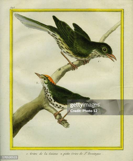 Wrenthrush and Hermit Thrush, Catharus guttatus.1 - Wrenthrush2 - Hermit Thrush.Georges-Louis Leclerc, Comte of Buffon. "Natural History of birds,...