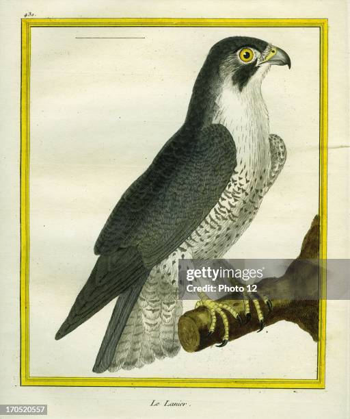 Lanner Falcon, Falco biarmicus.Lanner Falcon.Georges-Louis Leclerc, Comte of Buffon. "Natural History of birds, fish, insects; and reptiles",...