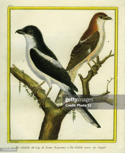 Magpie Shrike and Red-backed Shrike, Lanius collurio.1 - Magpie Shrike2 - Red-backed Shrike.Georges-Louis Leclerc, Comte of Buffon. "Natural History...