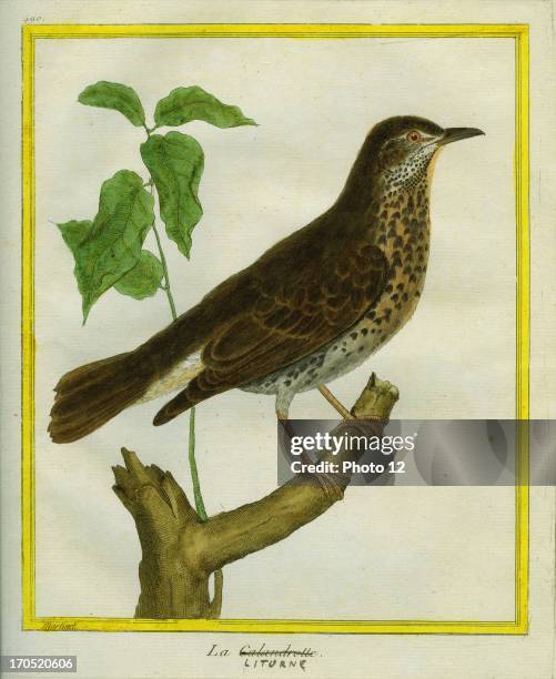 Thrush, Turdidae.Thrush.Georges-Louis Leclerc, Comte of Buffon. "Natural History of birds, fish, insects; and reptiles", coloured and engraved by...