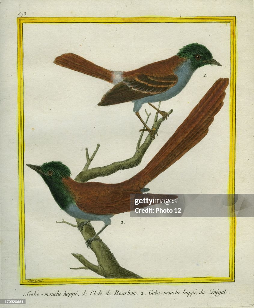 Malagasy Paradise Flycatcher and Blue-mantled Crested Flycatcher