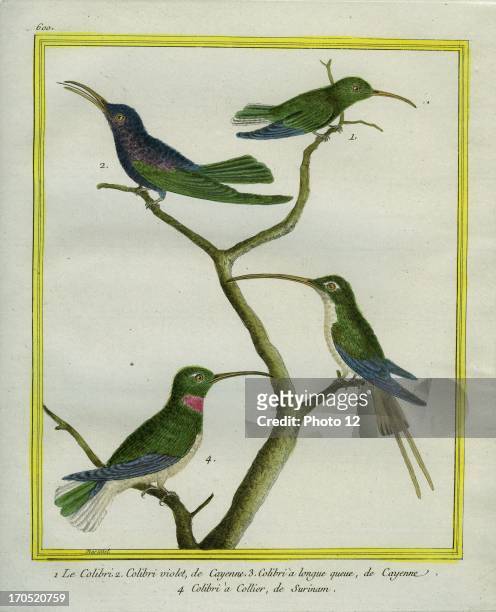 Hummingbird, Violet-headed Hummingbird, Long-tailed Sylph and Purple-collared Woodstar, Myrtis fanny.1 - Hummingbird2 - Violet-headed Hummingbird3 -...