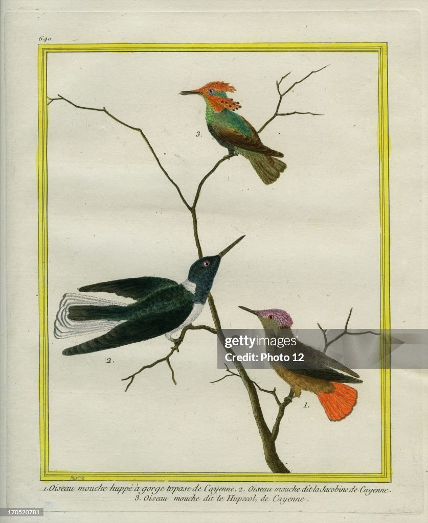 Cayenne Hummingbirds