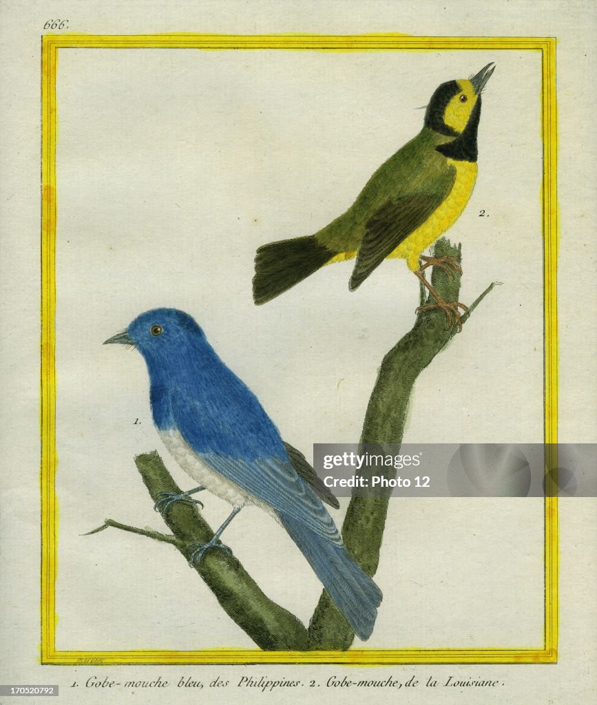 Palawan Blue Flycatcher and Yellow-bellied Flycatcher