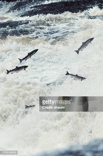 jumping the falls - salmon jumping stockfoto's en -beelden