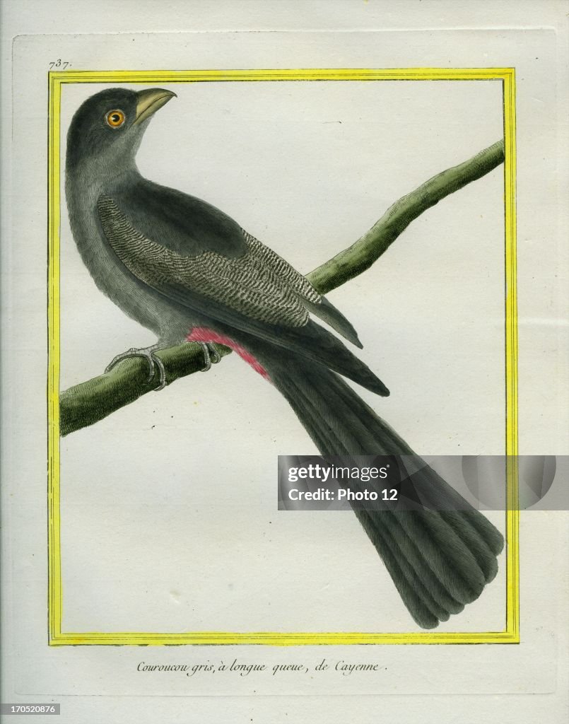 Slaty-tailed Trogon