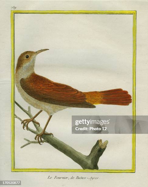 Rufous Hornero, Furnarius rufus.Rufous Hornero.Georges-Louis Leclerc, Comte of Buffon. "Natural History of birds, fish, insects; and reptiles",...