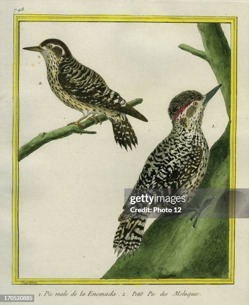 Male Hoffmann's Woodpecker and Sulawesi Pygmy Woodpecker, Dendrocopos temminckii.1 - Male Hoffmann's Woodpecker2 - Sulawesi Pygmy...