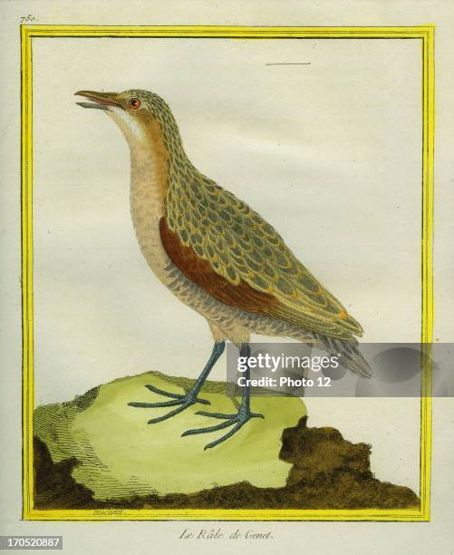 Corn Crake, Crex crex.Corn Crake.Georges-Louis Leclerc, Comte of Buffon. "Natural History of birds, fish, insects; and reptiles", coloured and...