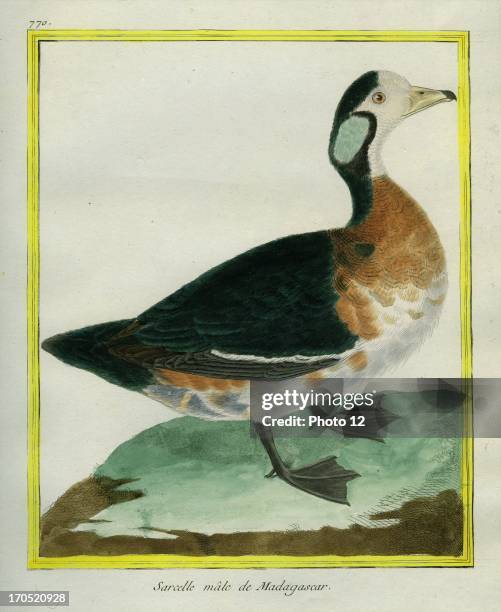 Male Bernier's Teal, Anas bernieri.Bernier's Teal.Georges-Louis Leclerc, Comte of Buffon. "Natural History of birds, fish, insects; and reptiles",...