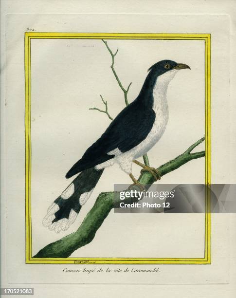 Jacobin Cuckoo, Clamator jacobinus.Jacobin Cuckoo.Georges-Louis Leclerc, Comte of Buffon. "Natural History of birds, fish, insects; and reptiles",...