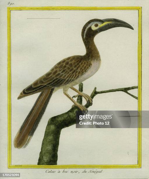 African Grey Hornbill, Tockus nasutus.African Grey Hornbill.Georges-Louis Leclerc, Comte of Buffon. "Natural History of birds, fish, insects; and...