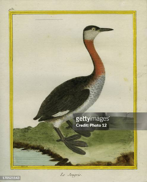 Red-necked Grebe, Podiceps grisegena.Red-necked Grebe.Georges-Louis Leclerc, Comte of Buffon. "Natural History of birds, fish, insects; and...