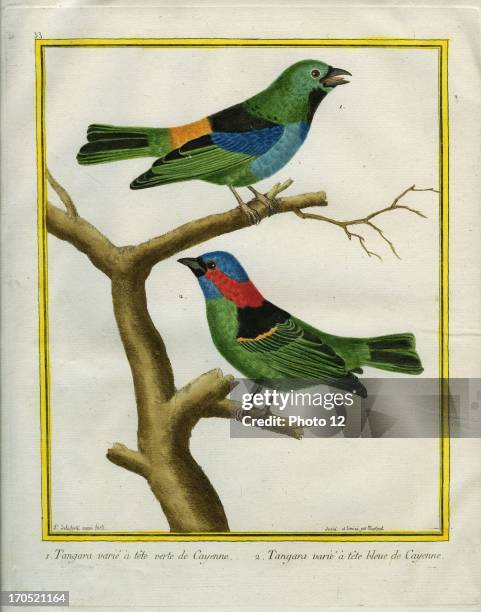 Paradise Tanager and Red-necked Tanager, Tangara cyanocephala.1 - Paradise Tanager2 - Red-necked Tanager.Georges-Louis Leclerc, Comte of Buffon....