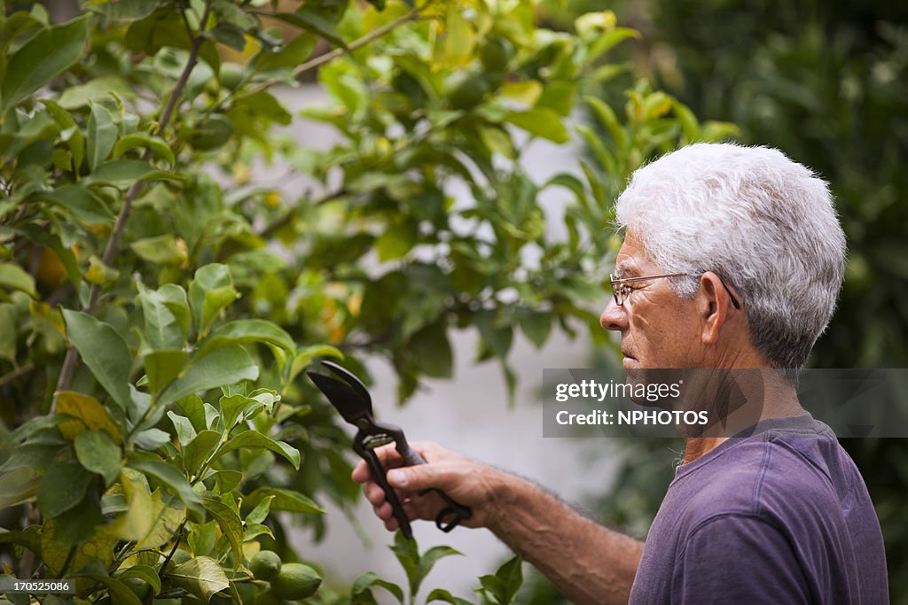 Senior man pruning a fruit tree